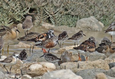 Curlew Sandpiper