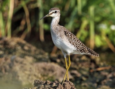 Wood Sandpiper