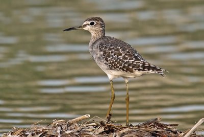 Wood Sandpiper