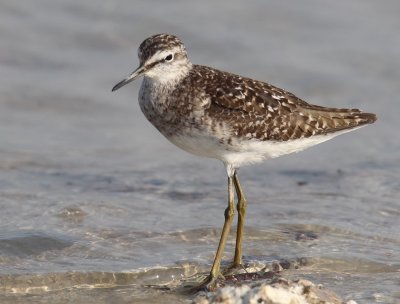 Wood Sandpiper