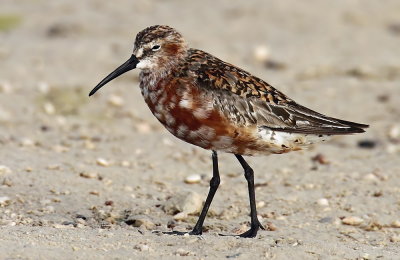 Curlew Sandpiper