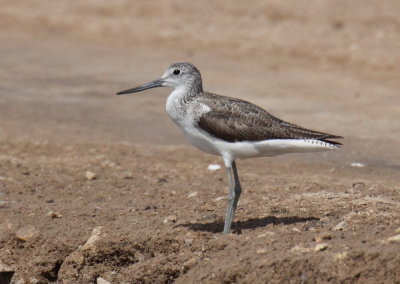 Greenshank