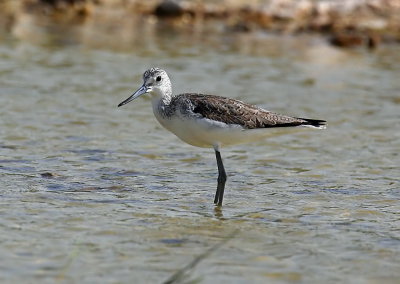 Greenshank