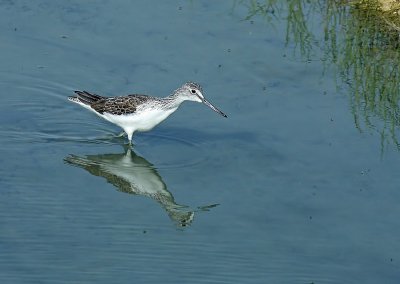 Greenshank