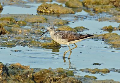 Greenshank