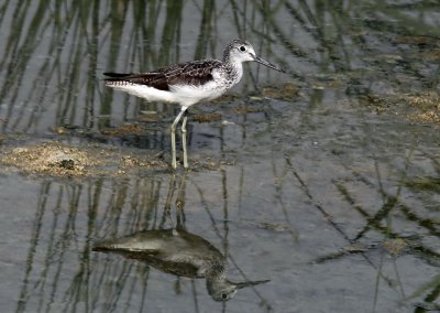 Greenshank