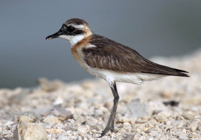  Sand Plover