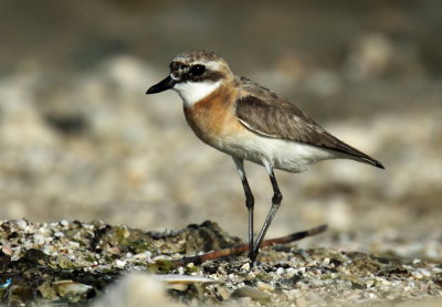  Sand Plover