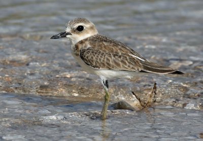  Sand Plover