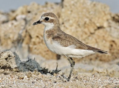  Sand Plover