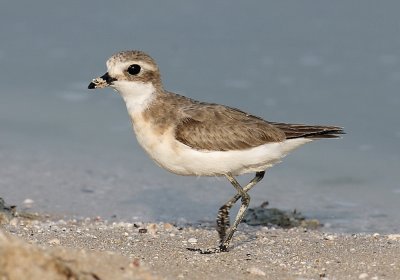  Sand Plover