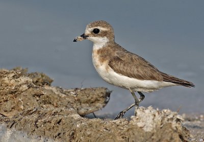  Sand Plover