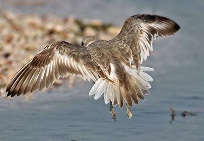  Sand Plover