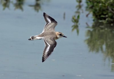  Sand Plover