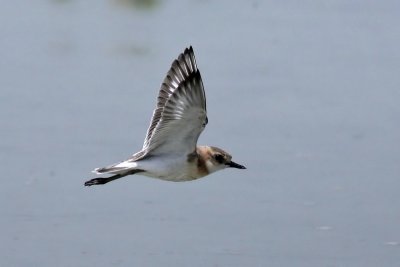  Sand Plover