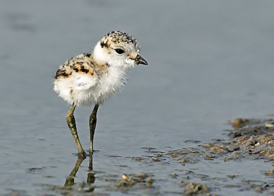  Sand Plover