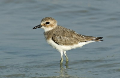  Sand Plover