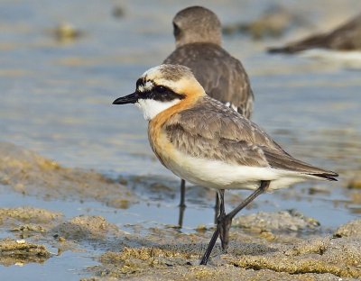  Sand Plover