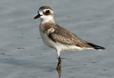  Sand Plover