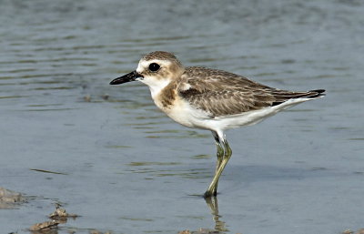  Sand Plover