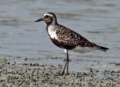 Grey Plover