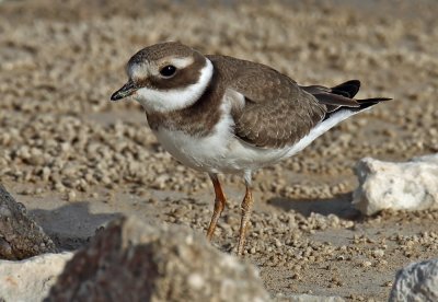 Kentish Plover