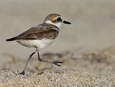 Kentish Plover