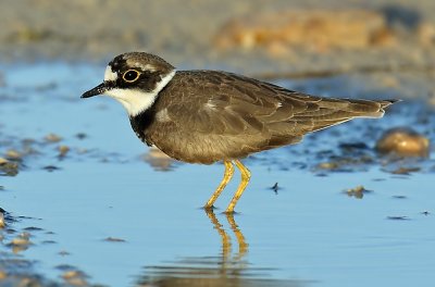 Ringed Plover