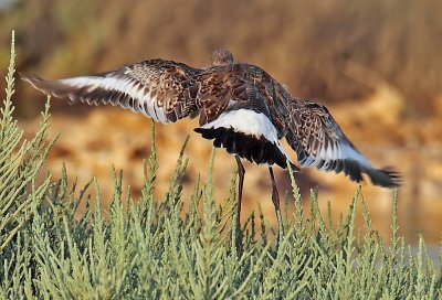 Black-tailed Godwit