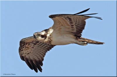 Osprey 1_resize.jpg