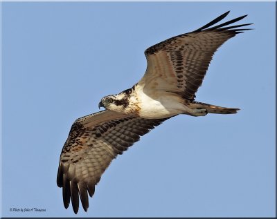 Osprey 2_resize.jpg