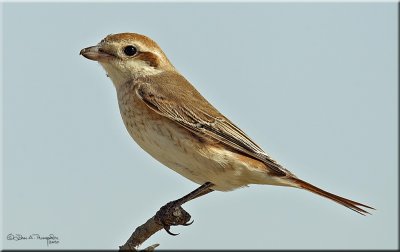 Isabelline Shrike