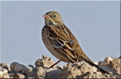 Ortolan Bunting