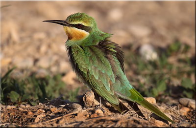 European Bee Eater