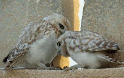 Little Owls Juvenile