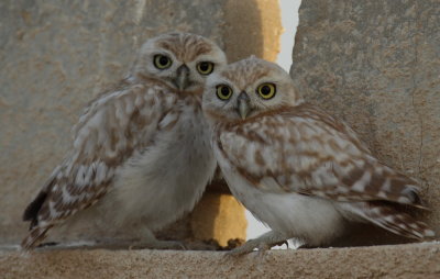 Little Owls Juvenile
