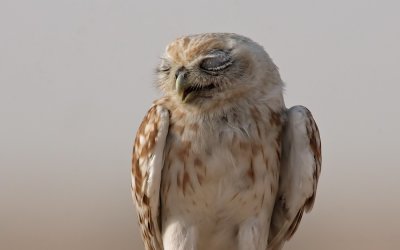 Little Owl
