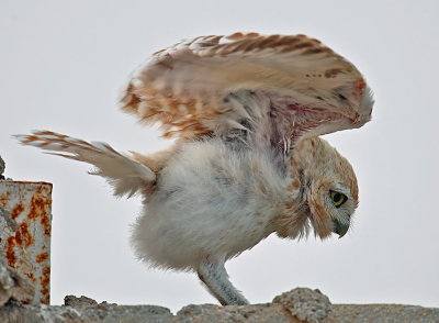 Little Owl Juvenile
