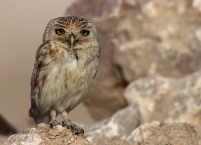 Little Owl