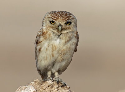 Little Owl