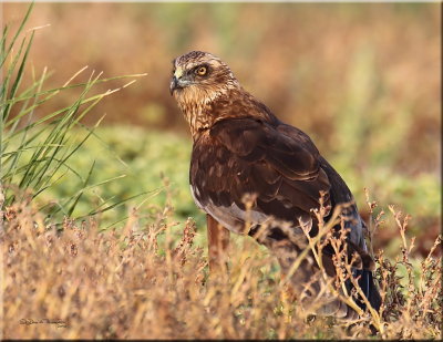 Marsh Harrier male