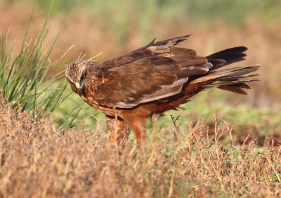 Marsh Harrier male