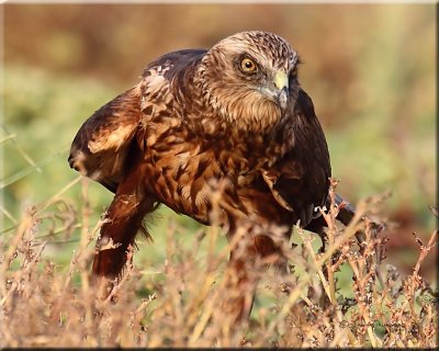 Marsh Harrier male