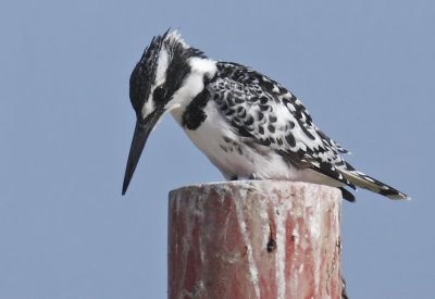 Pied Kingfisher