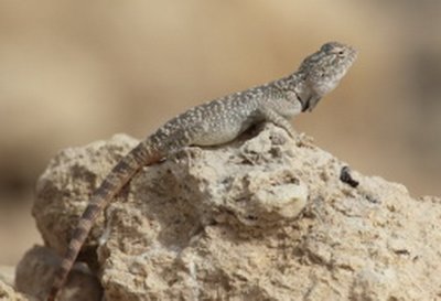 Yellow Spotted Agama