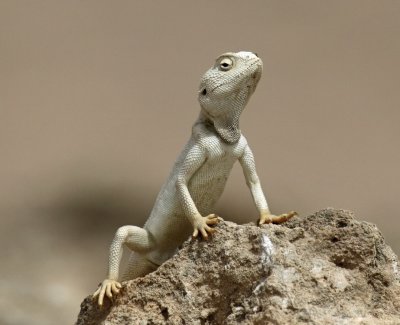 Yellow Spotted Agama