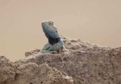 Yellow Spotted Agama