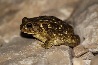 Toad