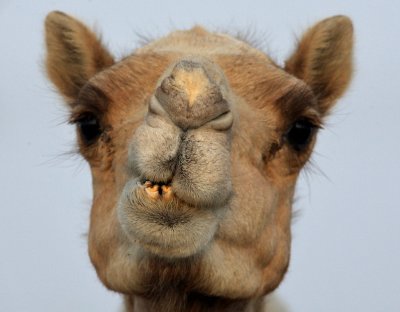 Camel