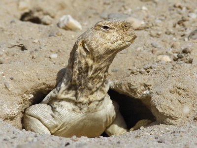 Spiny Tailed Lizard Dhab